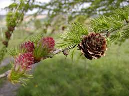 Attēlu rezultāti vaicājumam “Larix kaempferi”