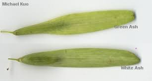 Attēlu rezultāti vaicājumam “Fraxinus pennsylvanica fruit”