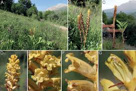 Attēlu rezultāti vaicājumam “Orobanchaceae”