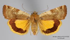 Attēlu rezultāti vaicājumam “Cryptocala chardinyi”