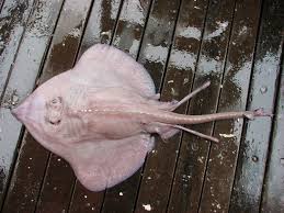 Image result for Bathyraja brachyurops