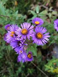 Attēlu rezultāti vaicājumam “Symphyotrichum novae-angliae flower”