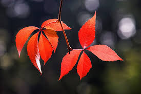 Attēlu rezultāti vaicājumam “Parthenocissus quinquefolia leaf”