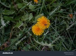 Attēlu rezultāti vaicājumam “Taraxacum”