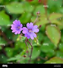 Attēlu rezultāti vaicājumam “Geranium pyrenaicum flower”