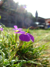 Attēlu rezultāti vaicājumam “Aubrieta deltoidea leaf”