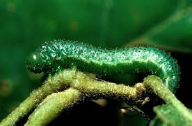 Attēlu rezultāti vaicājumam “Argidae larva”