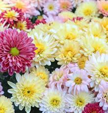 Image result for Chrysanthemum spectabile