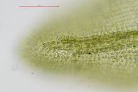 Attēlu rezultāti vaicājumam “Dichodontium pellucidum”