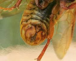 Attēlu rezultāti vaicājumam “Cimbex luteus”