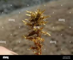 Attēlu rezultāti vaicājumam “Calliergon giganteum”