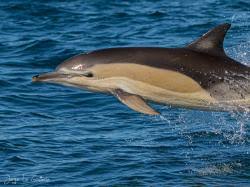 Image result for Delphinus delphis