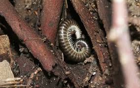 Attēlu rezultāti vaicājumam “Ommatoiulus vilnensis”