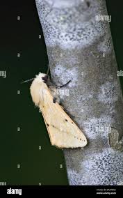 Attēlu rezultāti vaicājumam “Spilosoma lutea imago”