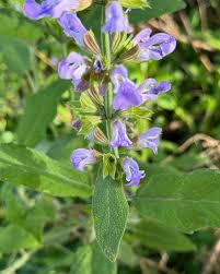 Image result for Salvia officinalis