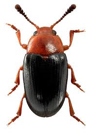 Attēlu rezultāti vaicājumam “Triplax aenea”