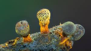 Attēlu rezultāti vaicājumam “Physarum sulphureum spores”