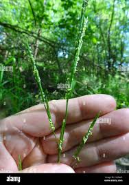Attēlu rezultāti vaicājumam “Glyceria fluitans leaf”