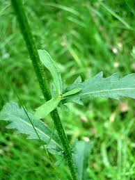 Attēlu rezultāti vaicājumam “Leucanthemum vulgare leaf”