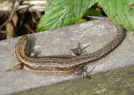 Attēlu rezultāti vaicājumam “Lacerta vivipara juvenile”