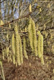 Attēlu rezultāti vaicājumam “Corylus avellana”