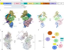 Attēlu rezultāti vaicājumam “Cribraria purpurea plasmodium”