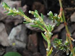 Attēlu rezultāti vaicājumam “Polygonum arenastrum flower”