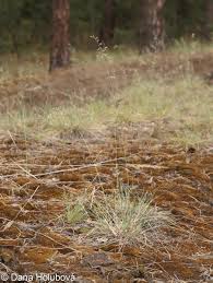 Attēlu rezultāti vaicājumam “Festuca psammophila”