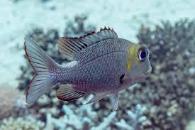 Image result for Monotaxis grandoculis