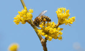 Attēlu rezultāti vaicājumam “Cornus mas flower”