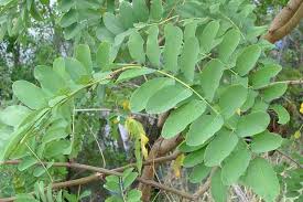 Attēlu rezultāti vaicājumam “Robinia”