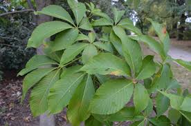 Attēlu rezultāti vaicājumam “Aesculus flava”