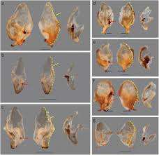 Attēlu rezultāti vaicājumam “Epirranthis diversata imago”