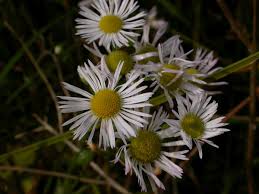 Image result for Aster lanceolatus