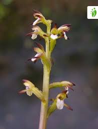 Attēlu rezultāti vaicājumam “Corallorhiza trifida”