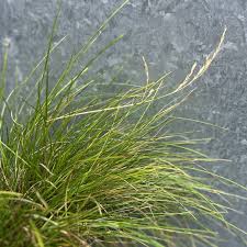 Attēlu rezultāti vaicājumam “Festuca rubra subsp. rubra fruit”