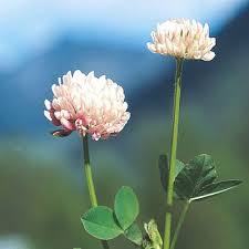 Attēlu rezultāti vaicājumam “Trifolium hybridum flower”