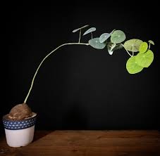 Attēlu rezultāti vaicājumam “Trichia erecta stalked”