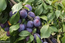 Attēlu rezultāti vaicājumam “Prunus domestica subsp. domestica”