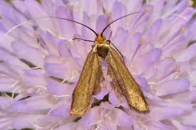Attēlu rezultāti vaicājumam “Nemophora metallica”
