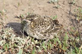 Image result for Melanocorypha yeltoniensis