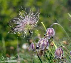 Attēlu rezultāti vaicājumam “Pulsatilla pratensis leaf”