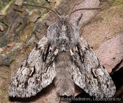 Attēlu rezultāti vaicājumam “Brachionycha nubeculosa”
