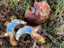 Attēlu rezultāti vaicājumam “Hemitrichia sordivesiculosa sessile”