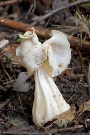 Attēlu rezultāti vaicājumam “Helvella”