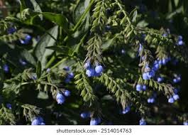Attēlu rezultāti vaicājumam “Symphytum asperum flower”