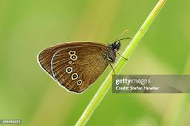 Attēlu rezultāti vaicājumam “Aphantopus hyperantus underside”