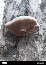 Attēlu rezultāti vaicājumam “Phellinus alni”