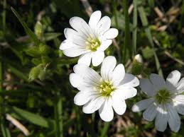 Attēlu rezultāti vaicājumam “Cerastium sylvaticum”