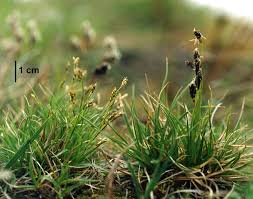 Attēlu rezultāti vaicājumam “Carex scandinavica”